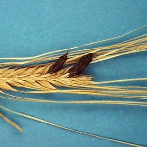 Зашто је смршен пшеница опасан и како се носити са њим