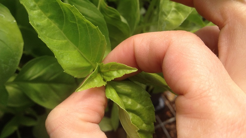 Do I need to pinch bell peppers: pros and cons, a guide to the correct formation of a bush