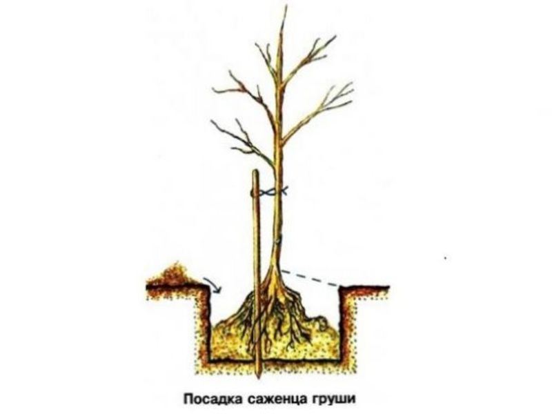 Aperçu des variétés de poires Automne Yakovleva: avantages, inconvénients, nuances de culture