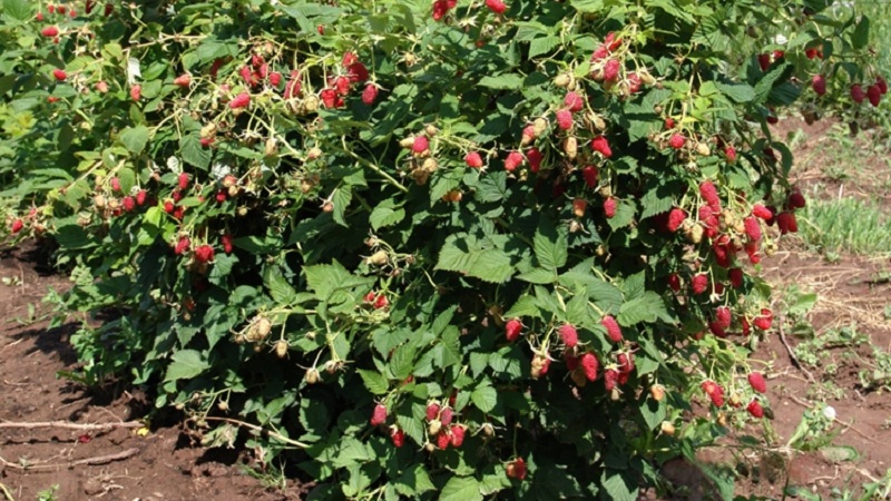 When is it better to plant raspberries in the middle lane - in spring or autumn