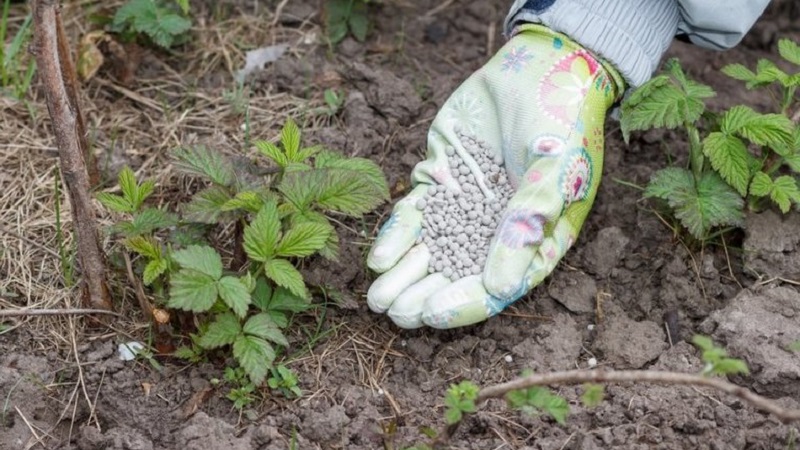 Un guide pour replanter des framboises à l'automne dans un nouvel emplacement pour les jardiniers débutants