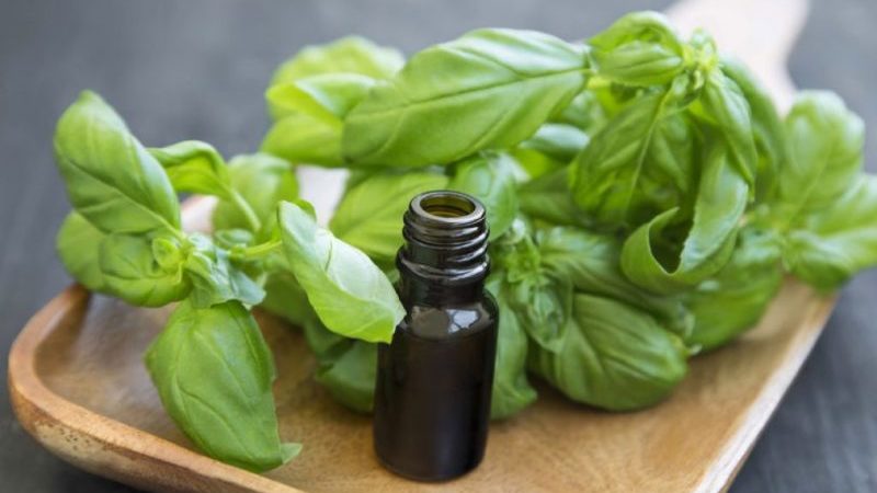 Why basil essential oil is useful and how to use it correctly