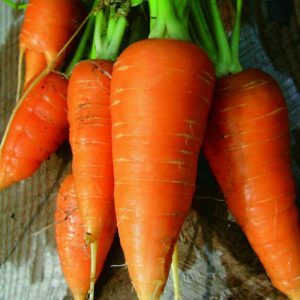 Sanggunian French carrot iba't-ibang Carotel