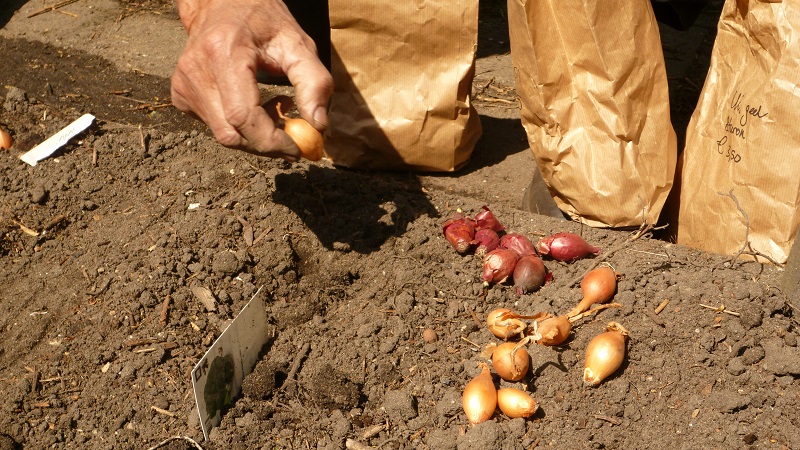 The main secrets of planting onion sets before winter: how and when to plant correctly