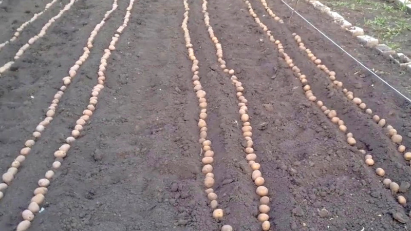ما يجب أن يكون عمق زراعة البطاطس ، وما الذي يعتمد عليه وما يؤثر عليه