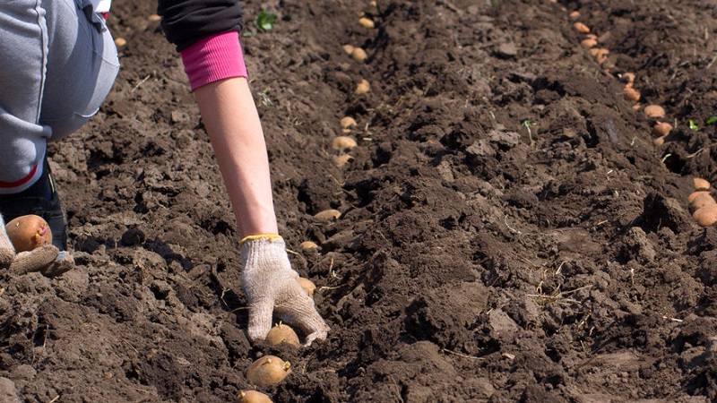 What should be the planting depth of potatoes, what it depends on and what it affects