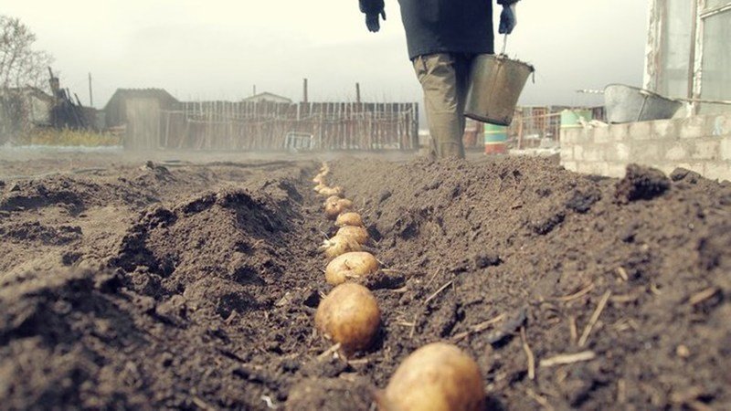 Was sollte die Pflanztiefe von Kartoffeln sein, wovon es abhängt und was es beeinflusst