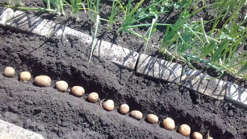 What should be the planting depth of potatoes, what it depends on and what it affects