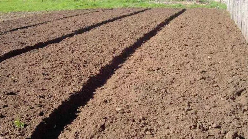 Chuẩn bị đất trồng khoai tây: độ chua của đất cần
