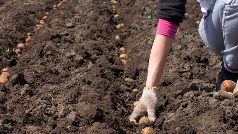 Chuẩn bị đất trồng khoai tây: độ chua của đất cần