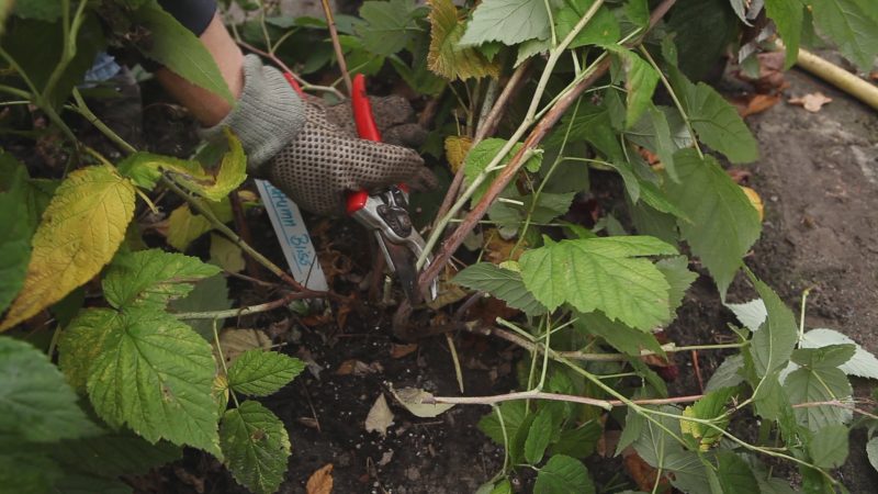 Simple and understandable instructions for pruning remontant raspberries in the fall for beginners