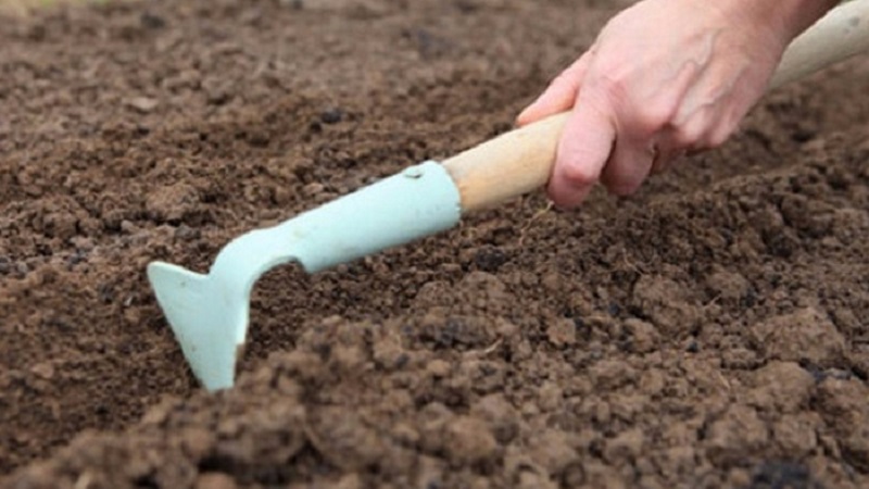 Qual é a melhor forma de adicionar ao solo no plantio de cenouras: os segredos de uma rica colheita