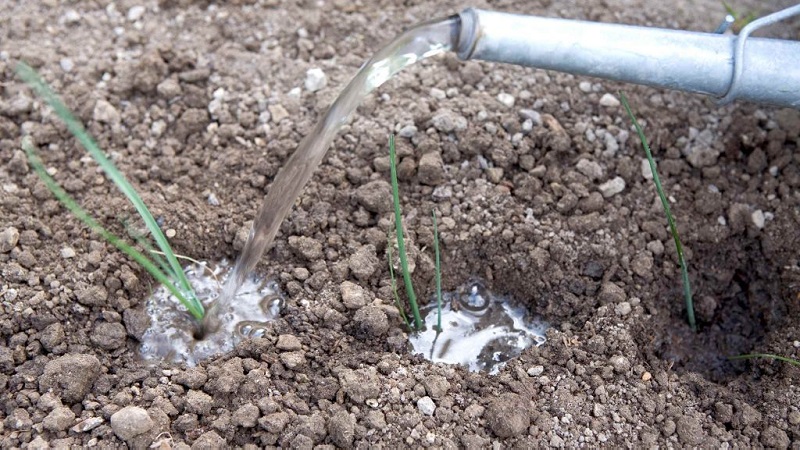 Regras e esquemas para plantar cebolas na primavera