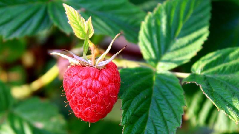 Ang pinakamahusay na mga varieties ng remontant raspberry