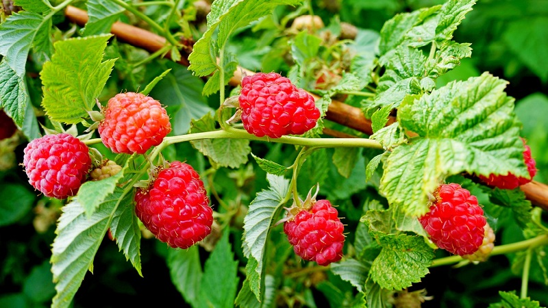 Ang pinakamahusay na mga varieties ng remontant raspberry