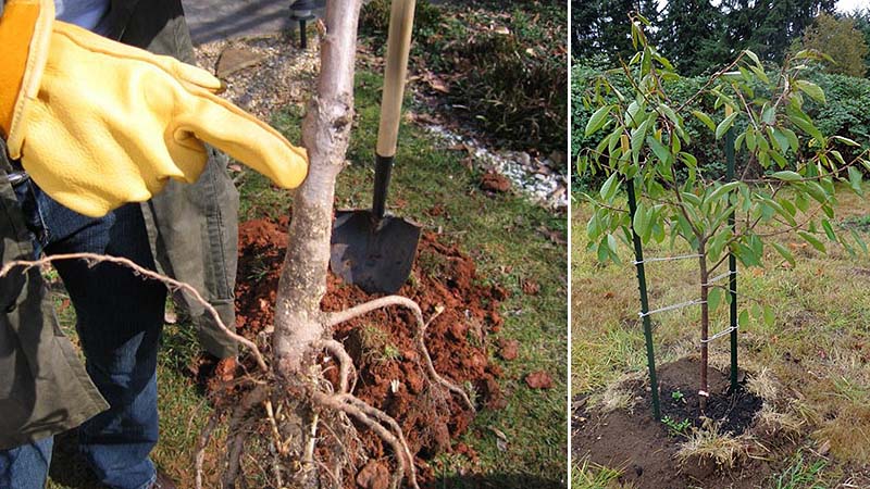 A guide on how to plant cherries correctly in the fall and avoid mistakes