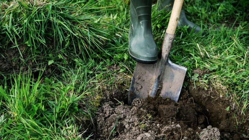 Un guide sur la façon de planter correctement les cerises à l'automne et d'éviter les erreurs