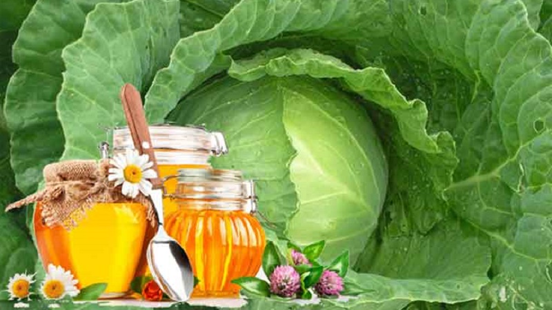 Comment utiliser le chou avec du miel pour la toux et son efficacité
