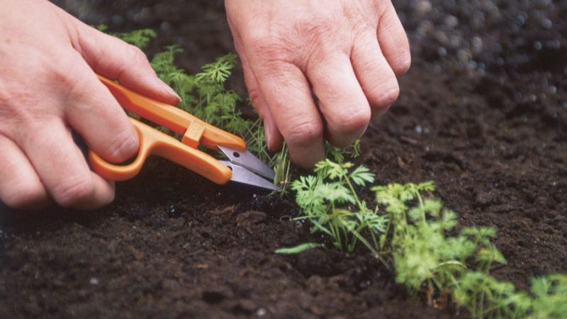Yeni başlayan bahçıvanlar için adım adım talimatlar: havuçları nasıl düzgün bir şekilde inceltilir ve ne içindir?