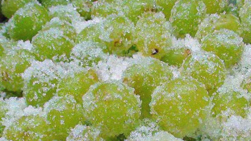 Comment bien congeler les raisins pour l'hiver au congélateur et est-il possible de le faire