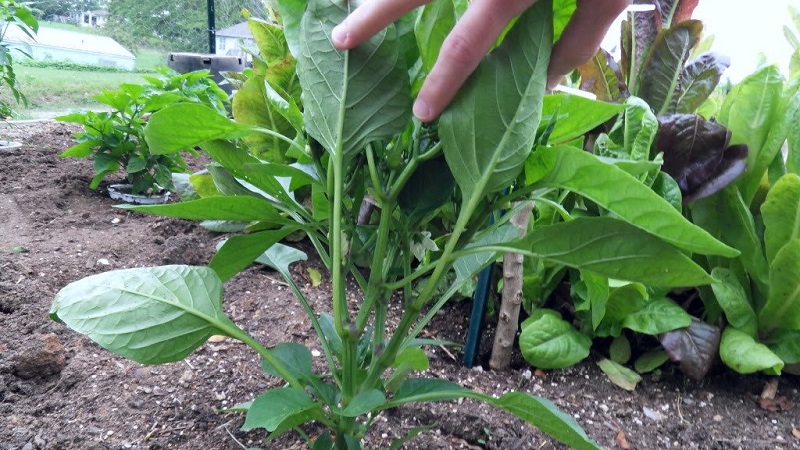 Como é feita a formação de um arbusto de pimenta: instruções para iniciantes e erros comuns