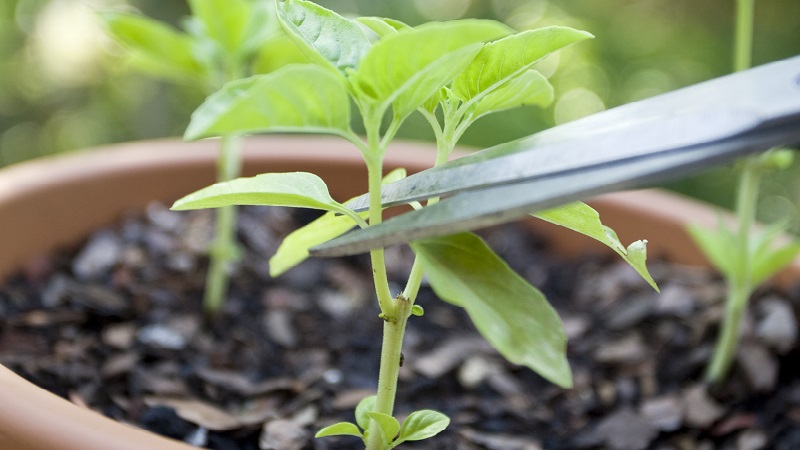 Como é feita a formação de um arbusto de pimenta: instruções para iniciantes e erros comuns