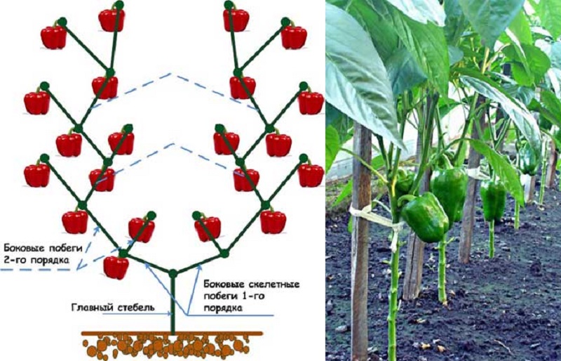 Hvordan dannelsen av en pepperbusk lages: instruksjoner for nybegynnere og vanlige feil