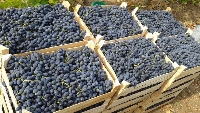 Des moyens éprouvés de conserver les raisins pour l'hiver à la maison