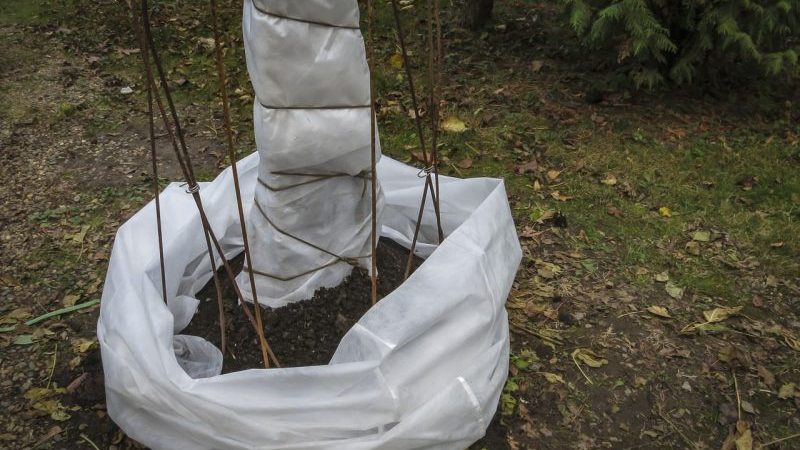 Стъпка по стъпка инструкции как правилно да покриете смокините за зимата и да подготвите дървото за студа