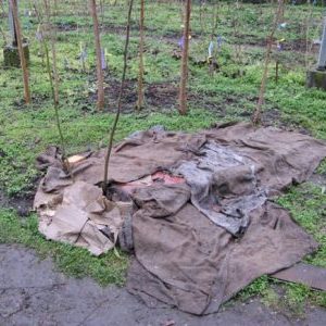 Stapsgewijze instructies voor het correct afdekken van vijgen voor de winter en het voorbereiden van de boom op de kou