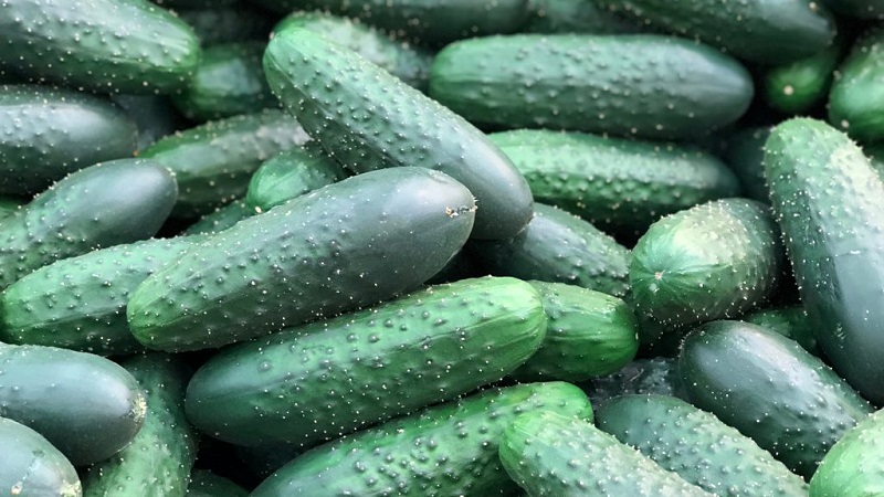 What are the varieties of cucumbers, full classification