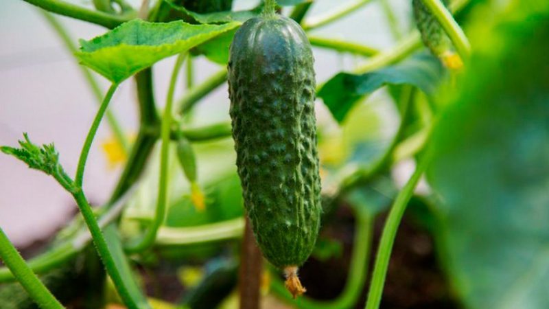 Wat zijn de variëteiten van komkommers, volledige classificatie