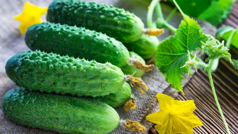 What are the varieties of cucumbers, full classification
