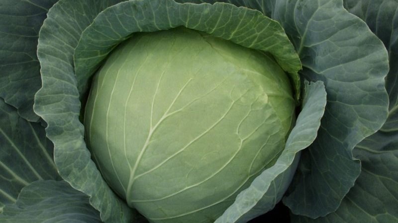 Kharkov kış lahanası çeşidine genel bakış: yorumlar, özellikler ve yetiştirme özellikleri