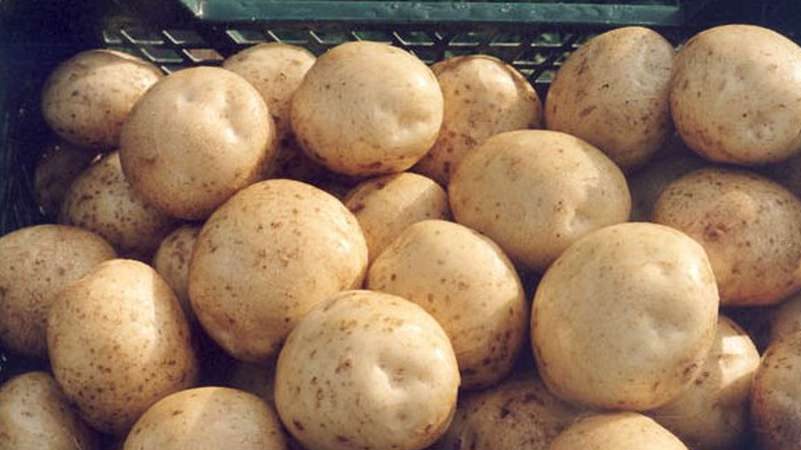 Description détaillée et conseils des agronomes sur les variétés de pommes de terre: Petersburg, Barin, Leader et autres