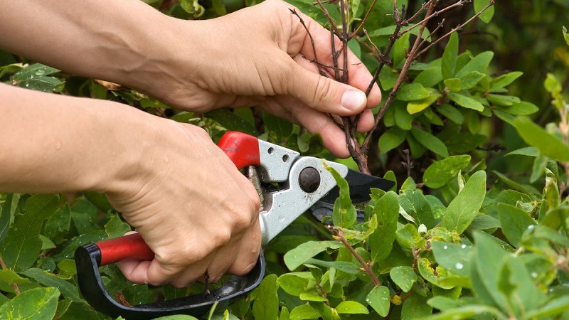 Pruning honeysuckle: why, when and how to do it right