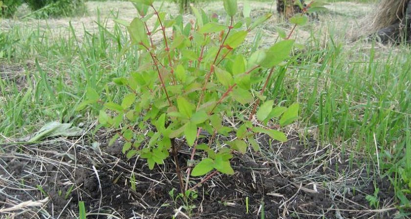 Khi nào và cách trồng cây kim ngân vào mùa thu và những sai lầm cần tránh trong quá trình trồng