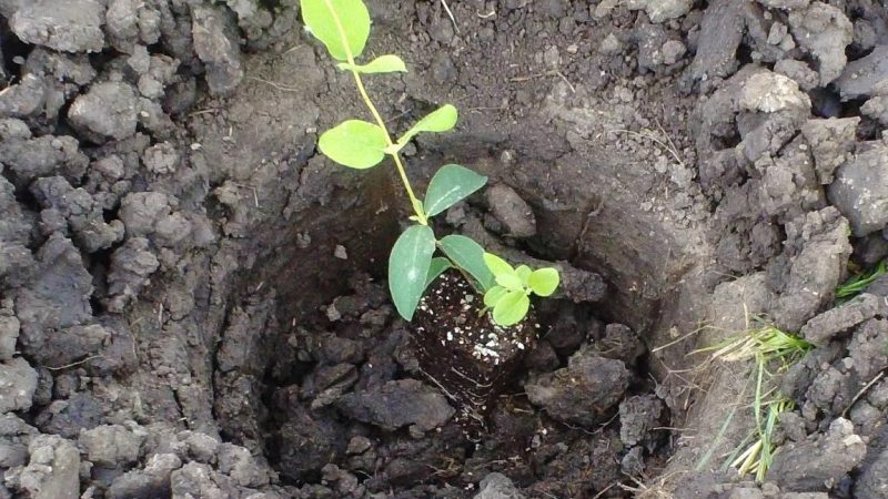 Quando e como plantar madressilva no outono e quais erros evitar durante o plantio