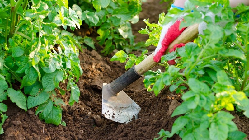 As melhores maneiras de remover ervas daninhas de batatas