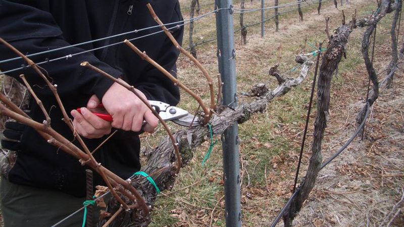 When and how to properly prune grapes in the fall and care for them after the procedure