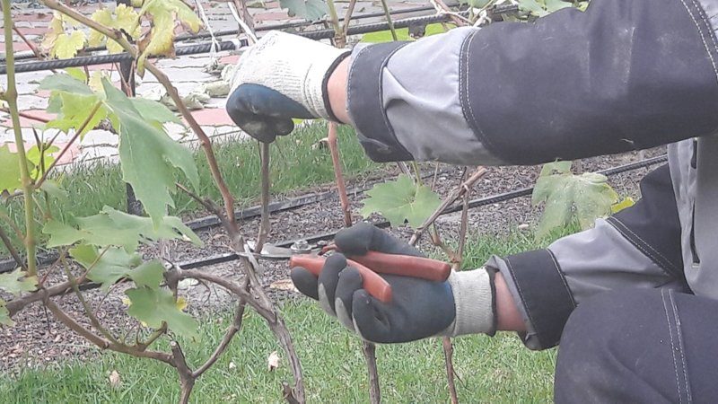 Por que você precisa de poda de uvas no outono e como fazer isso corretamente