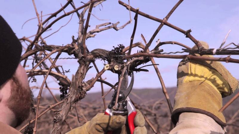 Why do you need pruning grapes in the fall and how to carry it out correctly