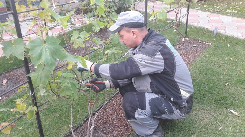 Why do you need pruning grapes in the fall and how to carry it out correctly