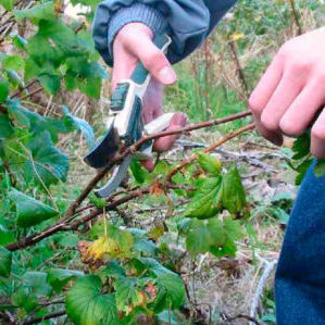 A beginner's guide to pruning currants correctly in the fall