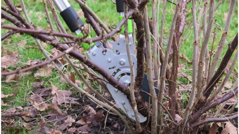 A beginner's guide to pruning currants correctly in the fall