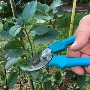 Instructions pour la taille de l'aronia à l'automne pour les jardiniers débutants