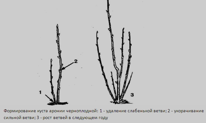 Instructions pour la taille de l'aronia à l'automne pour les jardiniers débutants