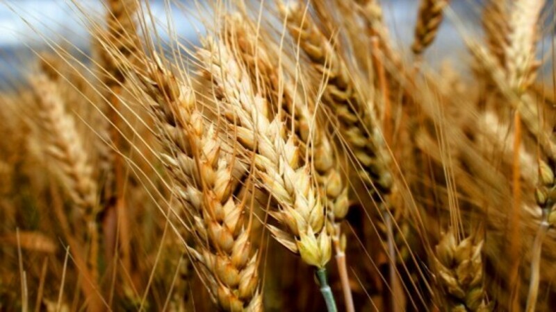 En iyi kış buğdayı çeşitlerinin gözden geçirilmesi: en verimli ve dayanıklı olanı seçmek