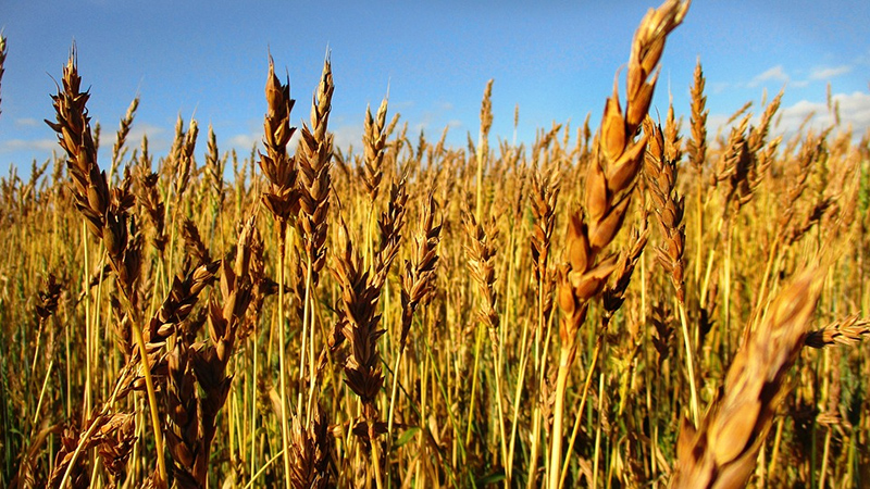 Преглед најбољих сорти озиме пшенице: избор најплодније и отпорније