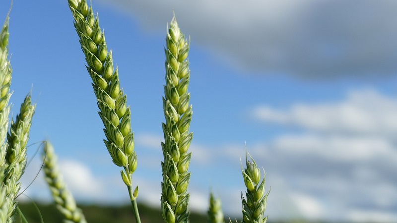 Kışlık buğday çeşitlerinin gözden geçirilmesi Alekseevich: özellikleri ve tanımı